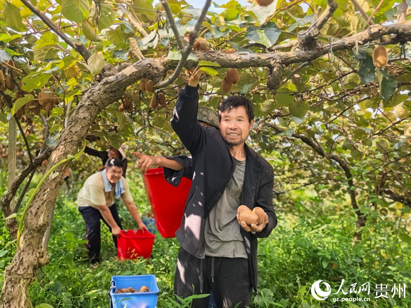 在猕猴桃基地里务工的群众。人民网李永馨摄