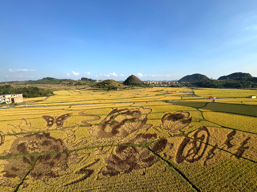 多彩“稻田画”乡村好“丰”景。