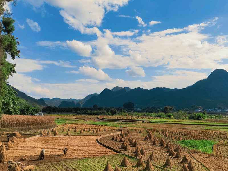 金色田野。
