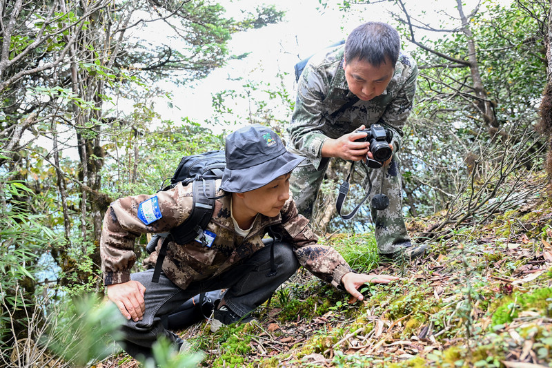 2026年10月9日梵净山管理局科研人员在梵净山冷杉样地查看梵净山冷杉野外回归幼苗生长情况。向学军摄