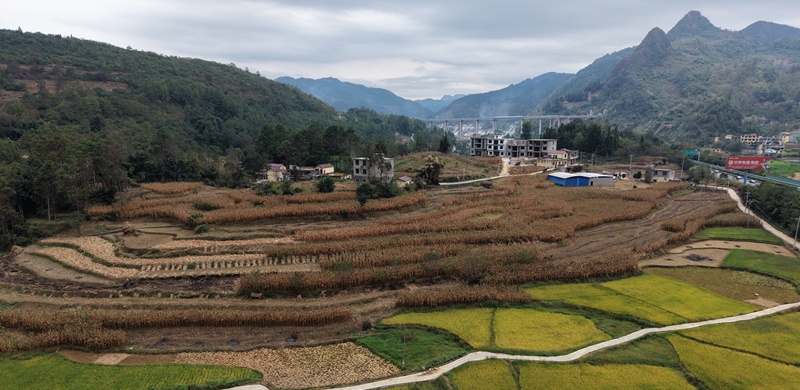 青杠林村玉米地、稻田.jpg
