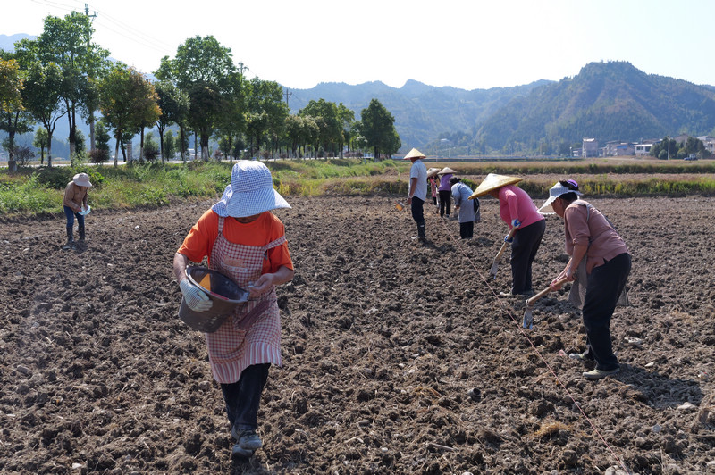 村民们在翻地施肥。