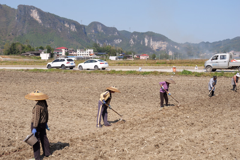 村民排成一排翻地。