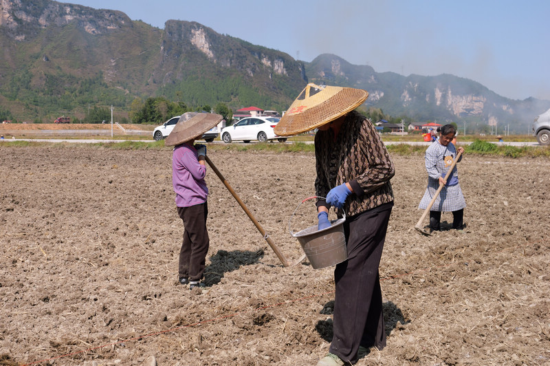 村民在施肥。
