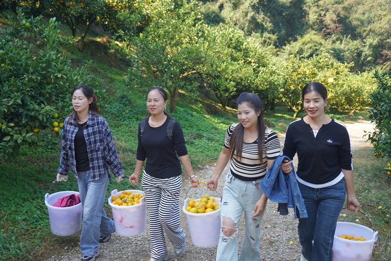 入園採摘橘子的游客滿載而歸 (2).JPG