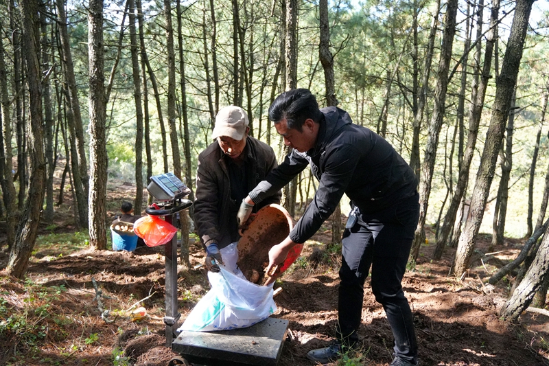 2026年10月12日，在威寧自治縣海拉鎮海明社區林下天麻種植基地，現場採收稱重天麻。陳逍攝