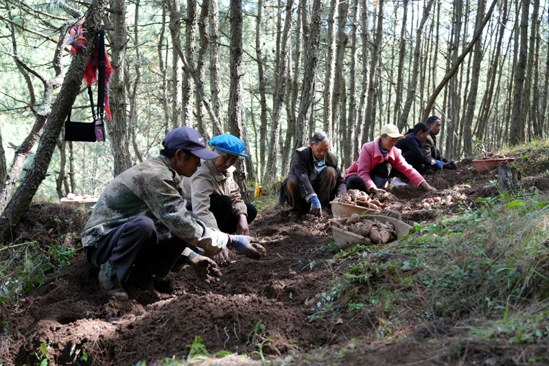 2026年10月12日，在威宁自治县海拉镇海明社区林下天麻种植基地，务工群众正忙着采收天麻。陈逍摄