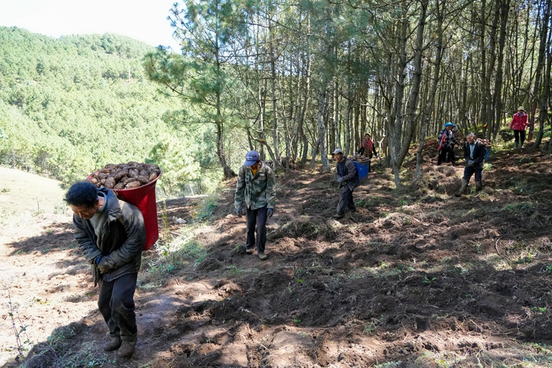 2026年10月12日，在威宁自治县海拉镇海明社区林下天麻种植基地，务工群众正在背运天麻。陈逍摄