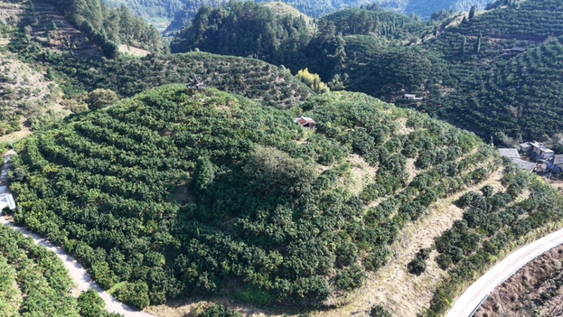 5、岑巩县注溪镇思州柚种植基地。（邹小朋 摄）
