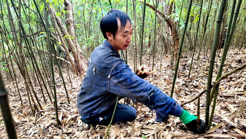 在后山苗族布依族鄉隴崗村蘆竹山，村民正在採收蘆竹筍.jpg