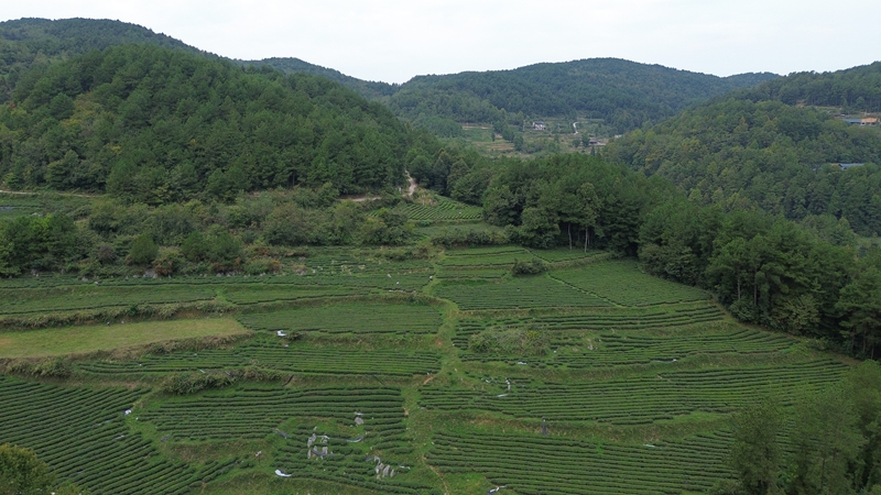 茶叶基地（孙磊 摄）.JPG