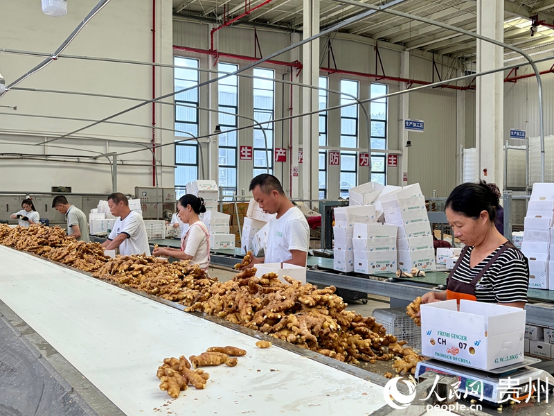 2.工人分拣生姜。人民网记者 李丽萍摄.jpg