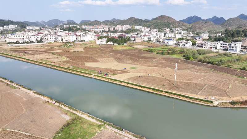 万亩油菜冬种正酣 “冬闲田”变“增收田”。