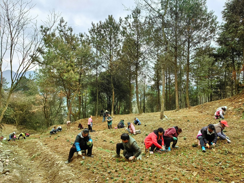 7、林下中药材种植。