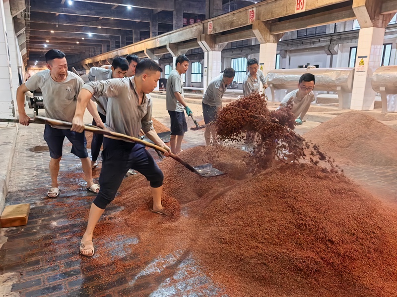4、钓鱼台酒业生产车间酿酒工人手持工具反复翻拌。