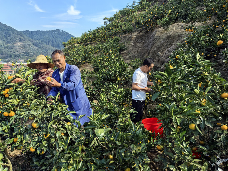 村民正在采摘蜜橘。
