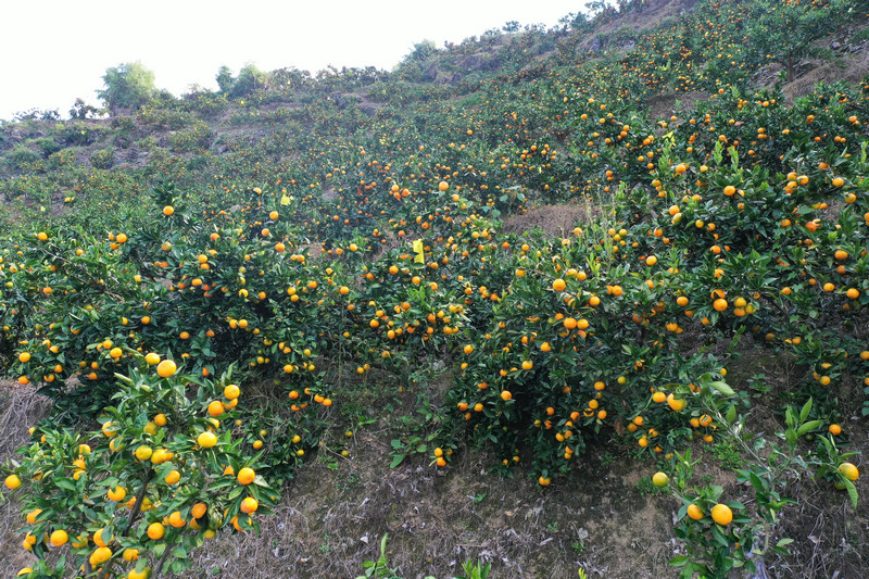 漫山遍野的蜜橘。