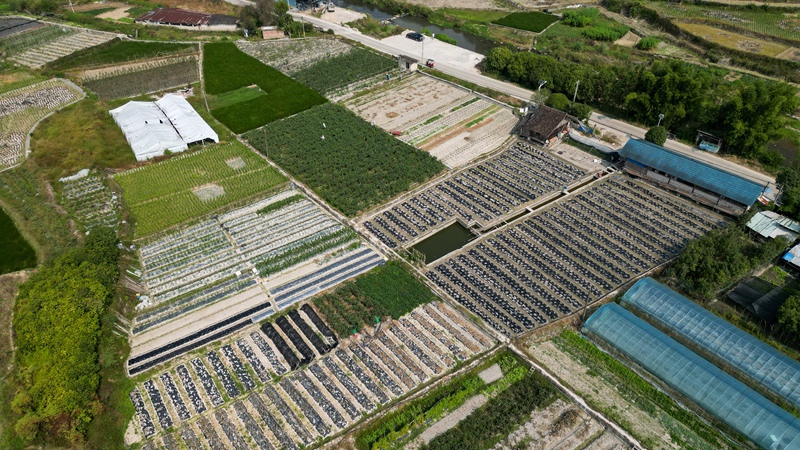 10月15日，航拍贵州省从江县贯洞镇龙图村“校园餐”蔬菜种植基地。