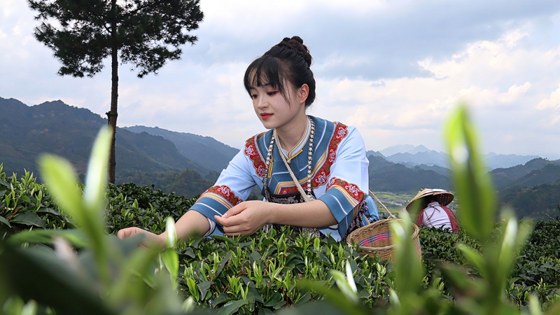 茶葉豐收 (1)