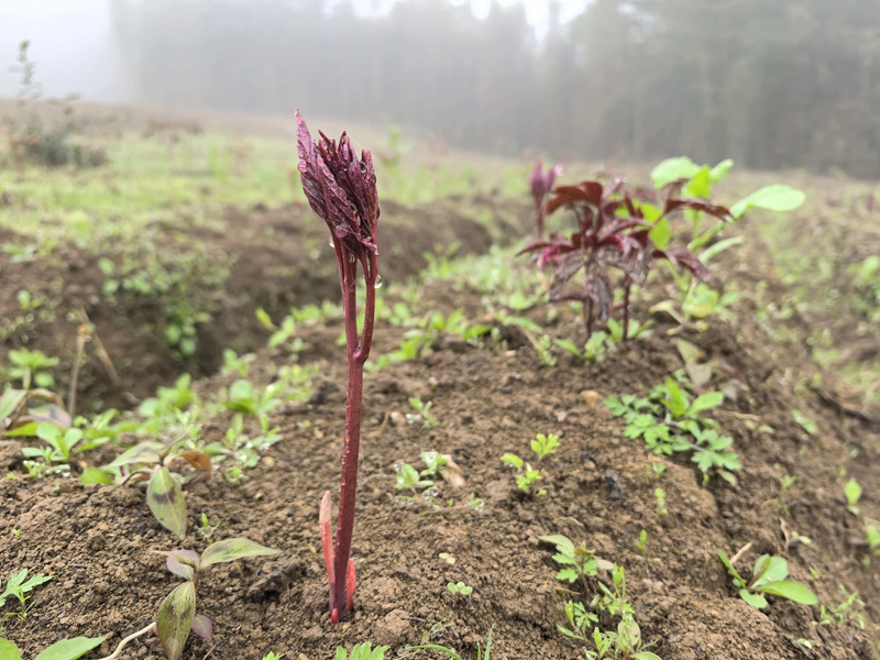 2、中药材幼苗。王烨 摄.jpg