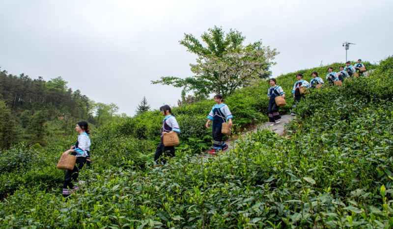 小屯茶山。