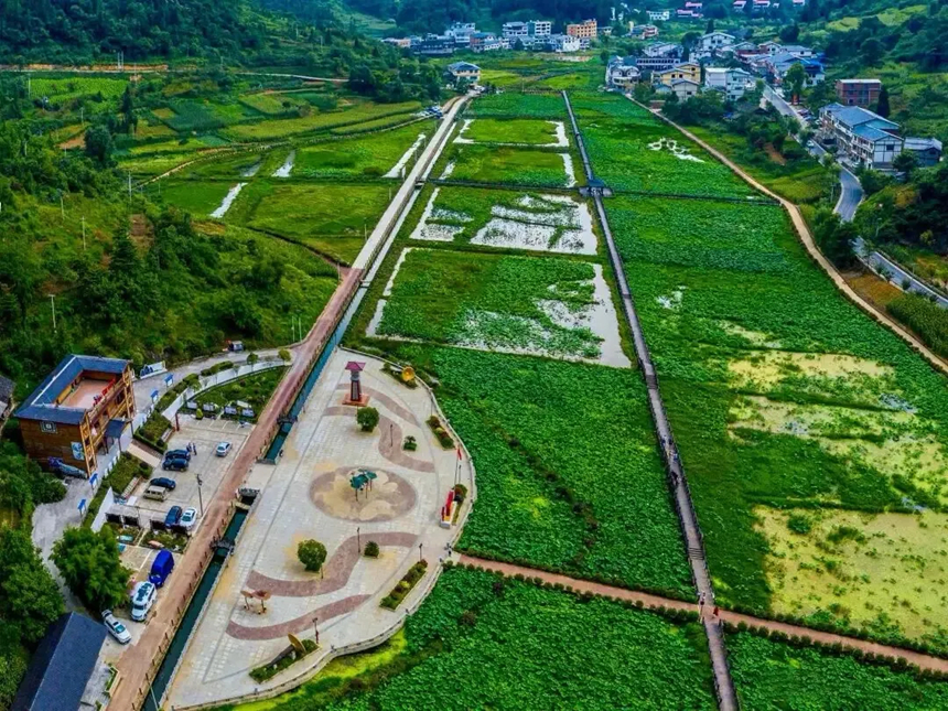 1、荷田連片鋪展畫卷,農文旅繪就和美鄉村圖景。謝永恆攝