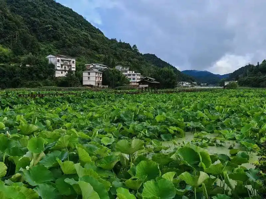荷塘映村寨,綠水青山扮靚苗鄉田園。謝永恆攝