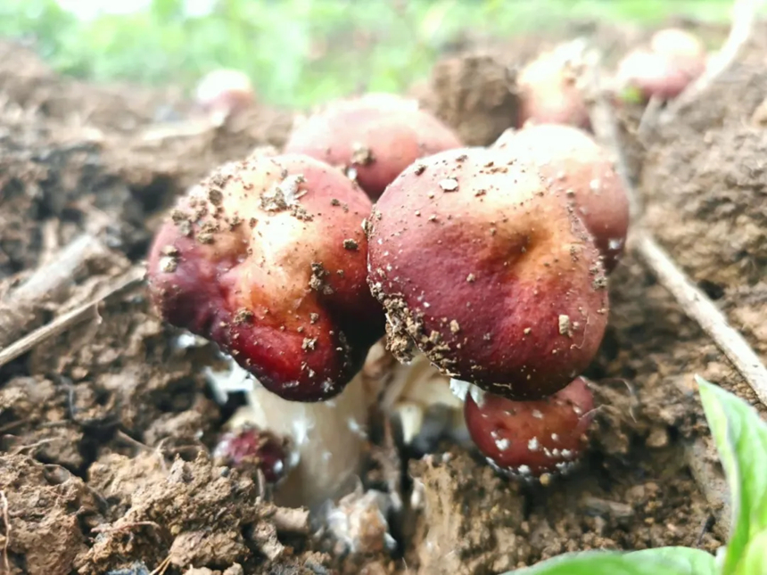6、紅菇破土長勢喜人,特色菌菇產業孕育新希望。謝永恆攝