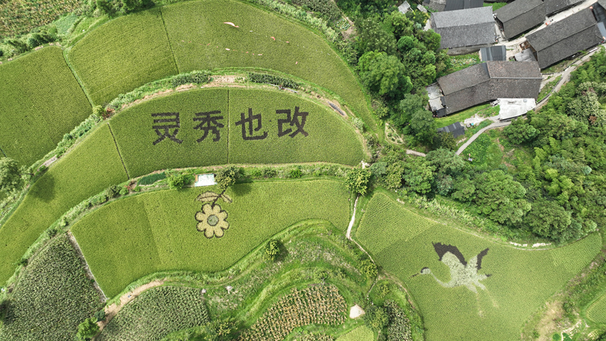 1、也改村黨支部書記文志輝帶領村民在田間制作的稻繪，展翅蒼鷺的圖案成為田間一景。貴州省林業局供圖