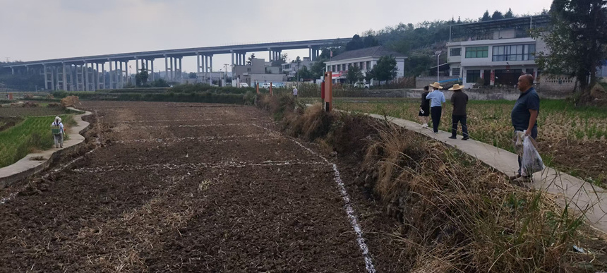 金碧镇铧口寨社区试验田。卢琼摄
