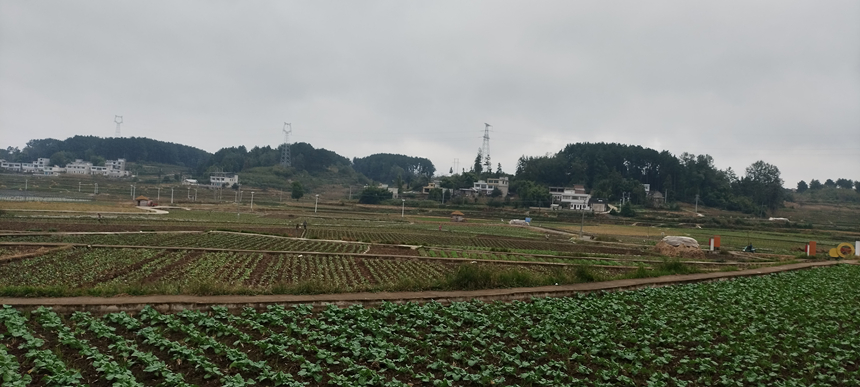 金碧镇铧口寨社区油菜长势良好。卢琼摄