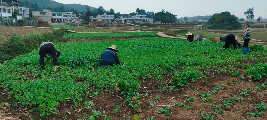 金碧镇铧口寨社区育苗基地。卢琼摄
