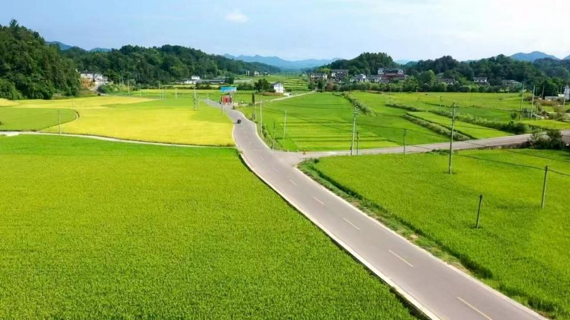 湄潭高标准农田。湄潭县农业农村局供图