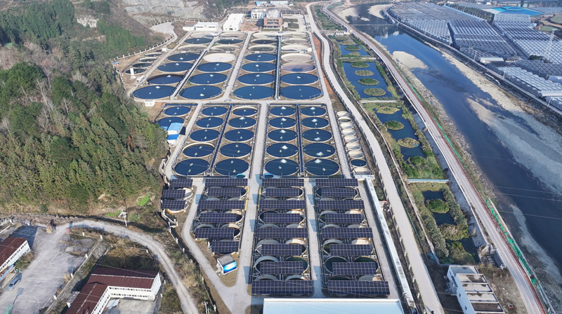 台江縣鱘鰉魚基地。張家精攝
