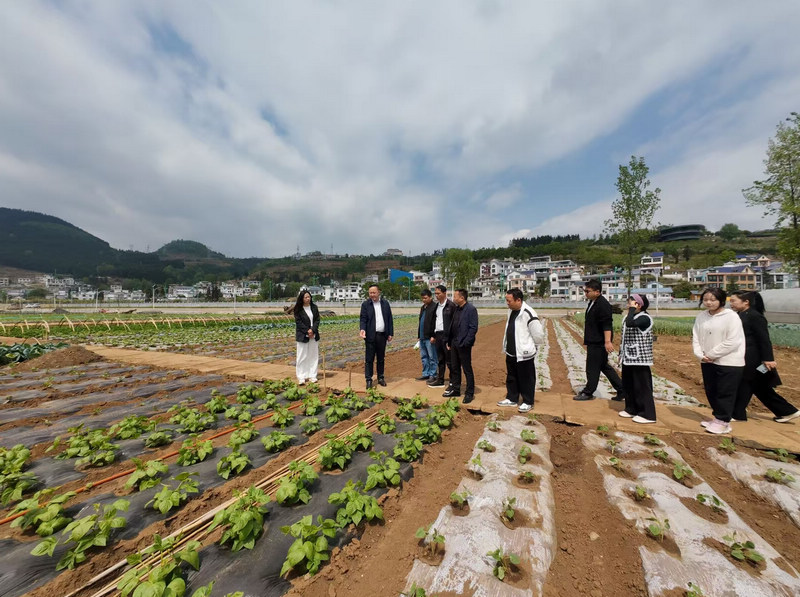 钟山区大河镇大桥村：菜田绘新景 党建促振兴。