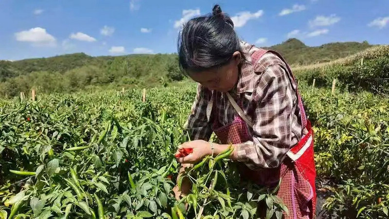 南开乡村民在地里摘辣椒。