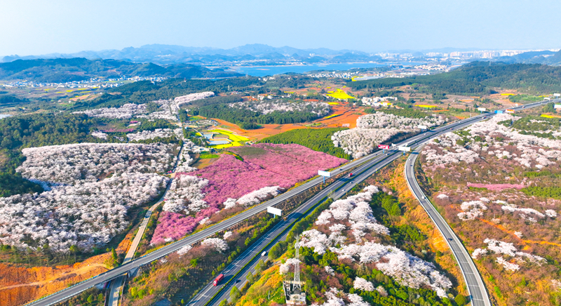2025年3月27日，陽光明媚，在清鎮市紅楓湖鎮右二村櫻花競相開放。彭克貴 攝