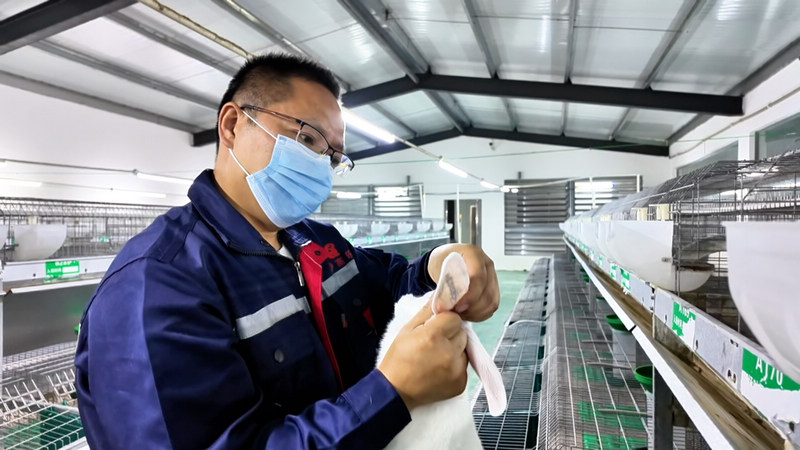 葉志國巡查兔舍，對留作繁育的種兔開展健康檢測和生產性能評估，嚴把種源品質關口。