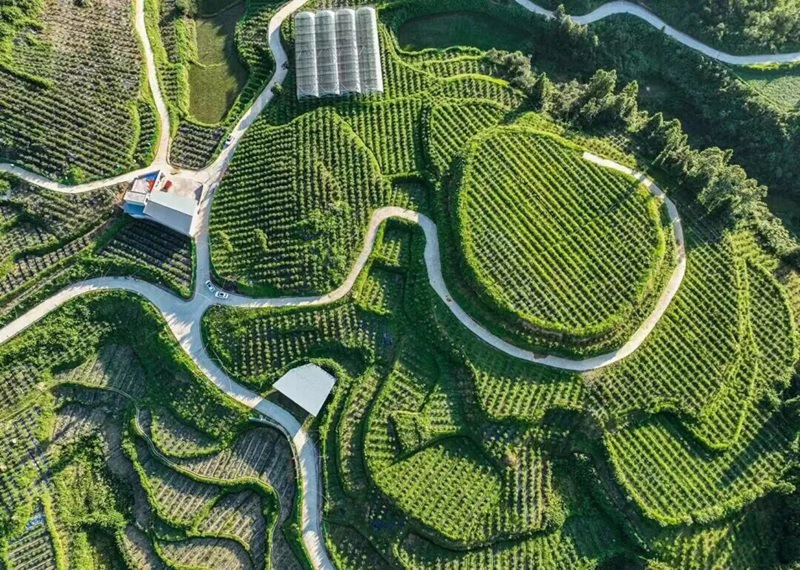 壩黃高壩田藍莓基地