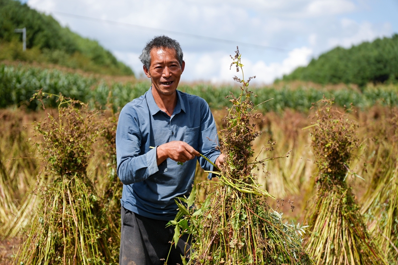 2026年8月5日，在麼站鎮大樹村，村民劉代明正在捆扎晾晒蕎麥。陳逍 攝.JPG