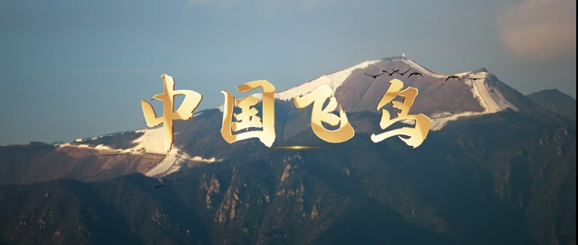 2026“爱鸟周”：飞鸟灵动美丽中国