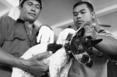 狂犬病阴云笼罩巴厘岛 居民不相信狗能携带疾