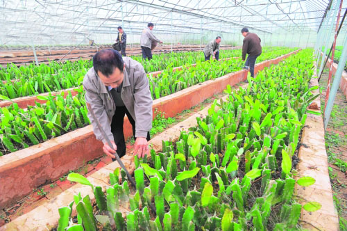 贵州罗甸县发展特色水果产业